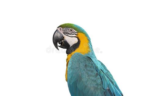 Macaw in Closeup and Isolated on White Stock Photo - Image of abstract ...