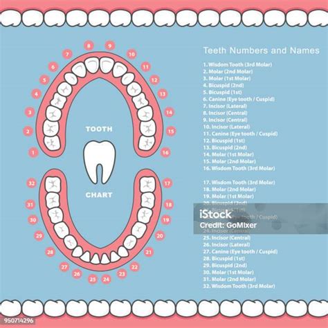 Tand Grafiek Met Namen Tandheelkundige Infographics Tanden In De Kaak