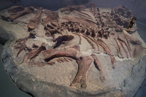 Fósseis De Dinossauro Era Jurássico Escavações Paleontological Imagem