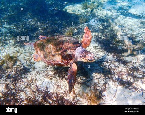 Underwater Picture Of A Loggerhead Sea Turtle Caretta Caretta