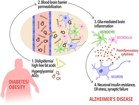 Frontiers Insulin Resistance In Alzheimers Disease