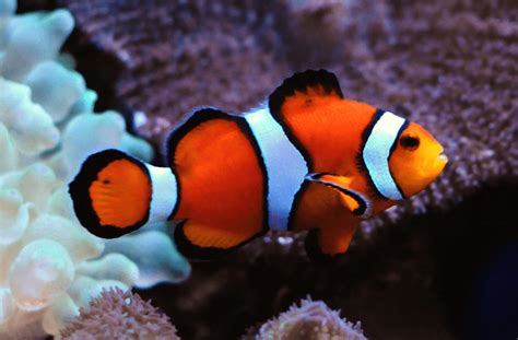 Percula Clownfish - For The Fishes