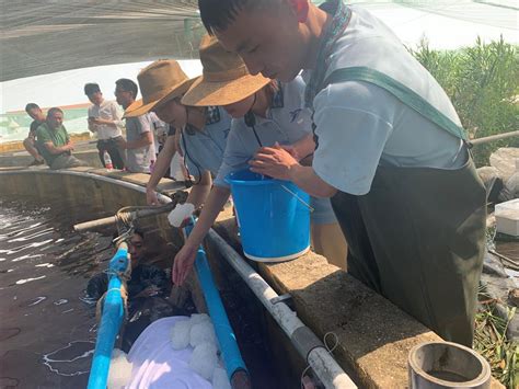 Six Stranded Whales In Zhejiang Rescued And Released SHINE News