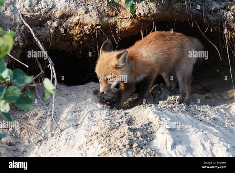 Red Fox Kit Digging at Den Entrance Stock Photo - Alamy