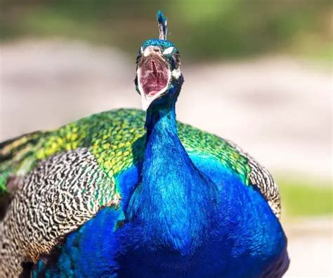 What Sound Does A Peacock Make