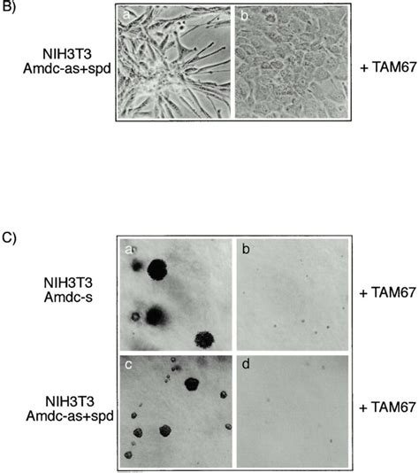 The Transformed Morphology Of Adometdc Overexpressing Cells Is Reversed