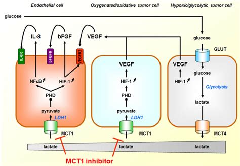 Mct Gates Pro Angiogenic Lactate Signaling In Cancer Lactate Produced