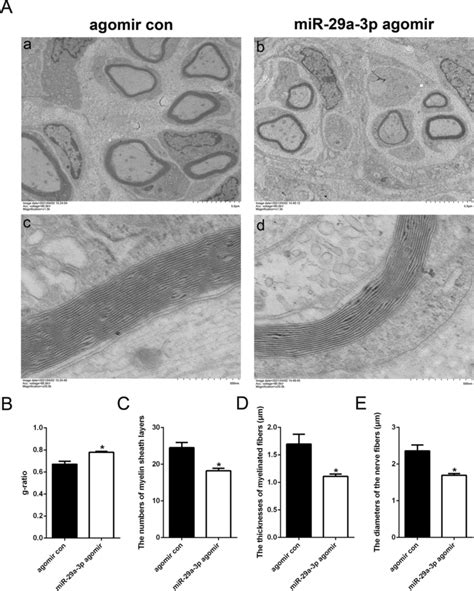 Mir 29a 3p Alters Myelin Sheath Structure A Representative