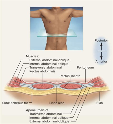 Abdominal Muscles Physiopedia