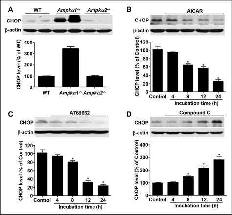 Figure From Phosphorylation Of Chop C Ebp Homologous Protein By The