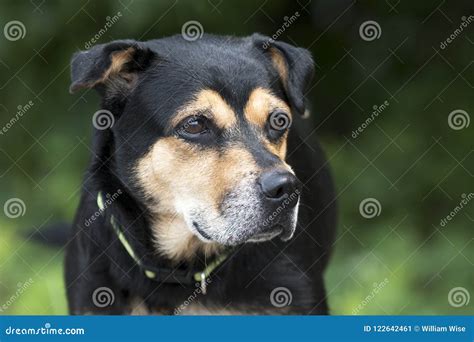 Rottweiler Shepherd Mixed Breed Dog Outside On Leash Stock Image