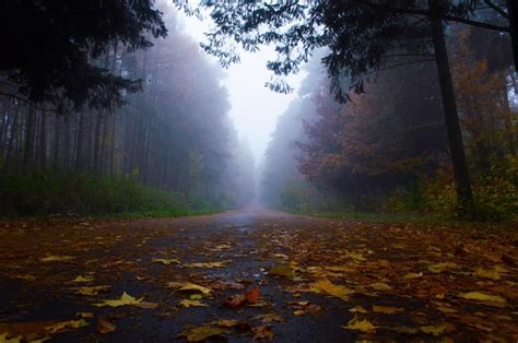 Premium Photo | The road to foggy autumn forest