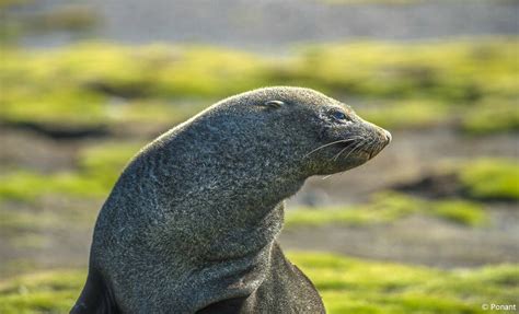 20 Day Le Boreal Falklands South Georgia Valdes Peninsula In The