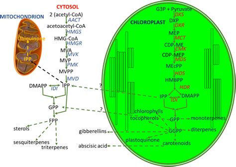 Biosynthetic Pathways For The Synthesis Of The Precursors Isopentenyl