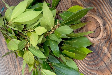 Plantar laurel en 6 pasos con semilla o esquejes guía fácil