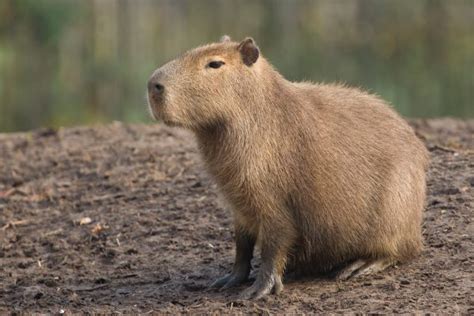 Capivara ecologia características fotos InfoEscola