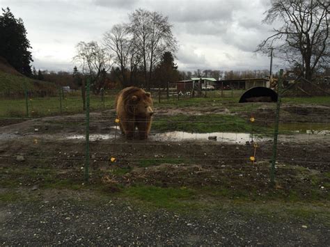 Adorable Bison Video Draws Attention To Animal Cruelty Accusations