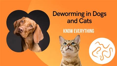 Deworming in Dogs and Cats – The Veterinary Medicine