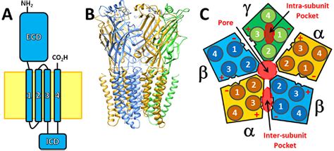 Figure 1 From Combining Mutations And Electrophysiology To Map