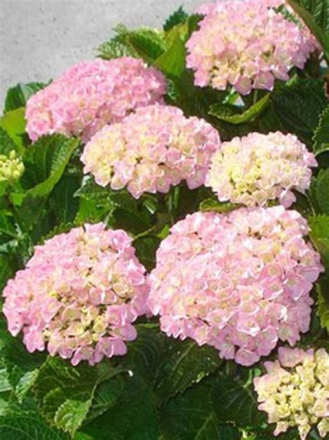 Bauern Hortensie Forever Ever Pink Hydrangea Macrophylla