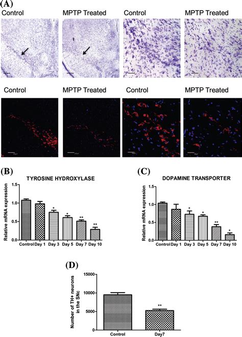 Downregulation Of MiR 124 In MPTP Treated Mouse Model Of Parkinsons