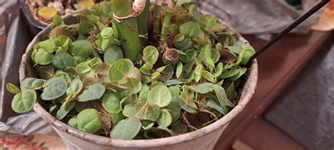 My red root floater graveyard. : r/PlantedTank