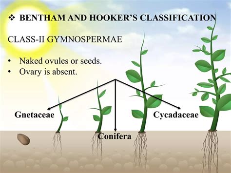 Bentham And Hooker Classification 6