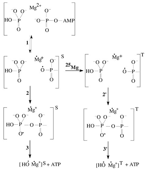 Scheme 1. Mechanism of the ATP synthesis by ATP-synthase. | Download High-Resolution Scientific ...