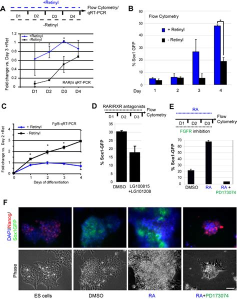 Figure From Retinoic Acid Orchestrates Fibroblast Growth Factor