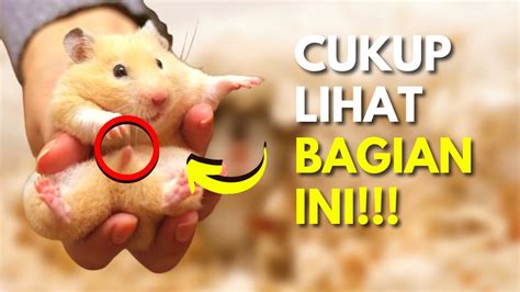 Cara Membedakan Hamster Jantan Dan Betina Untuk PEMULA YouTube