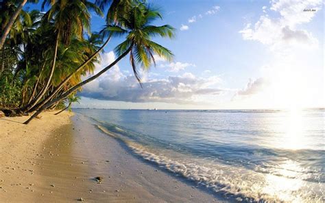 palm trees line the beach as the sun shines down on the water and land