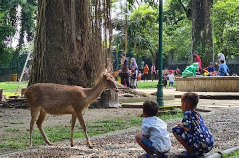 Hilangkan Penat Dengan Berkunjung Ke Taman Balekambang Solo Hutan Kota