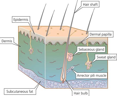 Diagram Of Integumentary System Arector Pili Medical Termino