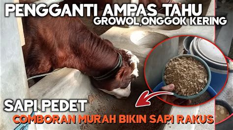 Ini Dia Comboran Sapi Murah Bikin Sapi Cepat Gemuk Youtube