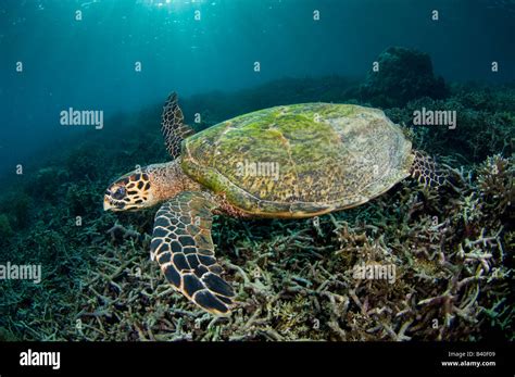 Hawksbill Sea Turtle Eretmochelys Imbricata In Komodo Island Indonesia