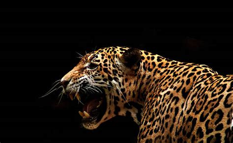 Jaguar Roaring