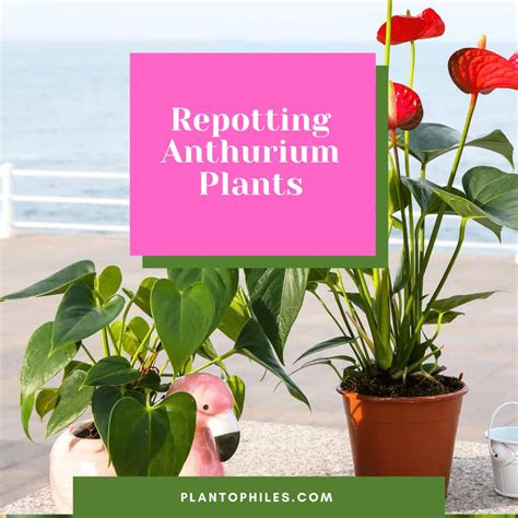 5 Steps To Repotting Anthurium Plants A Step By Step Guide