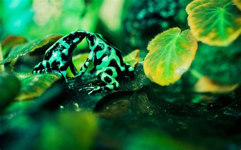 Poison Dart Frog Wallpapers Wallpaper Cave