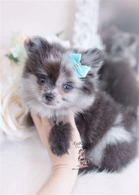 Blue Merle Pomeranian Puppies For Sale Near Me - Pets Lovers