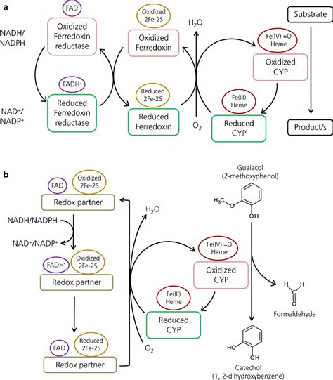 general diagram   component cyp systems comprised   cyp