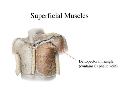 Ppt Chest Surface And Pleura Cavity Powerpoint Presentation Free