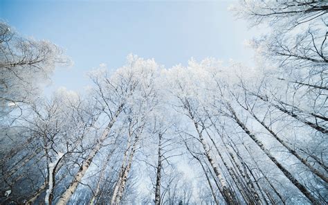 Fondos De Pantalla Luz De Sol Árboles Bosque Naturaleza Nieve Invierno Rama Hielo