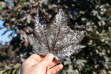 Powdery Mildew, Fungal Disease on Maple Trees. White Spots on Maple ...