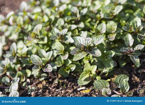 Black Mint Plant Garden, Morning Outdoor Day Light, Healthy Herb and ...