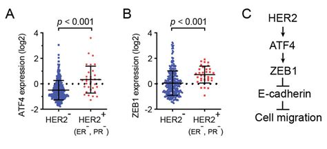 Her2 Zeb1 And Atf4 Expression Were Analyzed In Human Breast Cancers