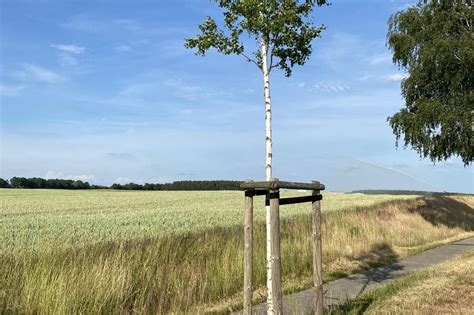 Bürgerschaftliches Engagement für Bäume in Salzmoor