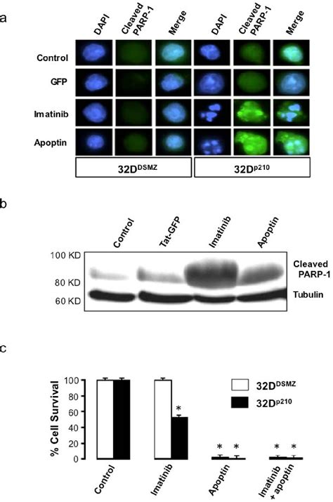 Figure 1 From Mapping Of Apoptin Interaction With BCR ABL1 And