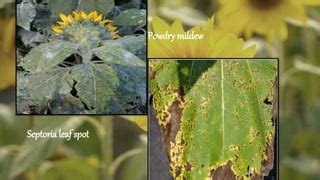 Sunflower diseases | PPT