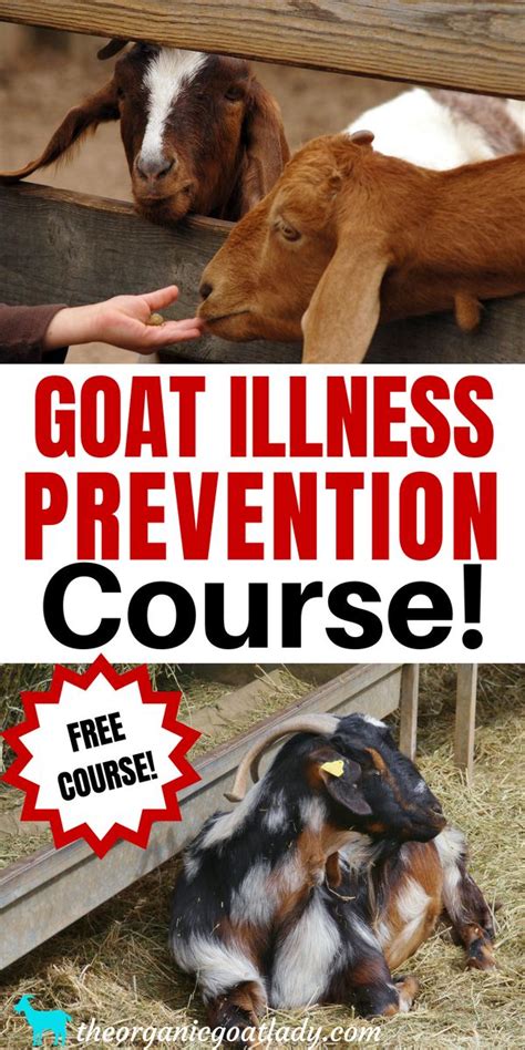 Goat Illness Prevention Course Free Ecourse For Goats Goat Care