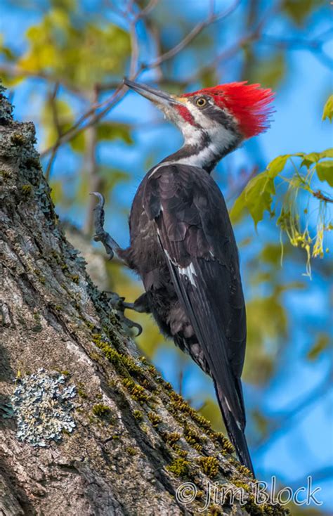 Birds from this Morning and few from last week - Jim Block Photography